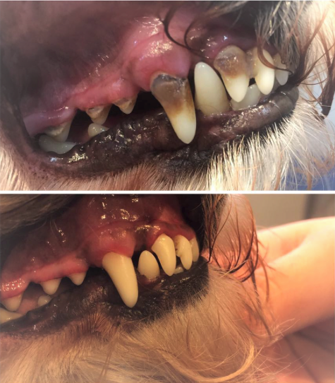 Dental4--2-.png